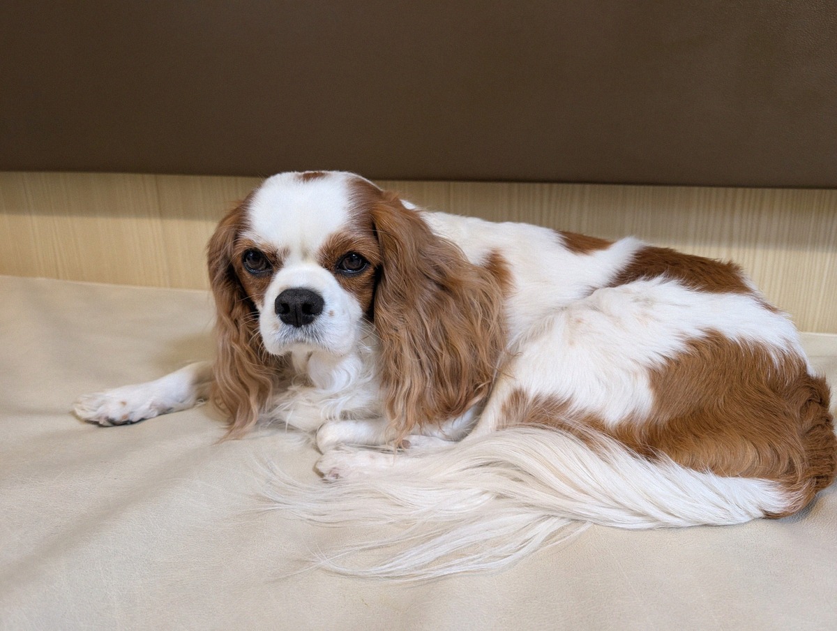 Cavalier King Charles Spaniel ruht in einer Tierkabine an Bord einer Fähre